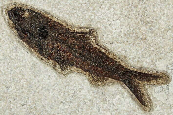 Detailed Fossil Fish (Knightia) - Wyoming #327827